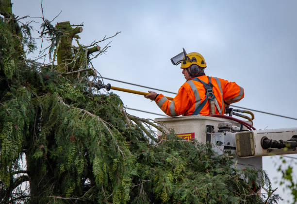 Best Stump Grinding and Removal  in Bayview, CA