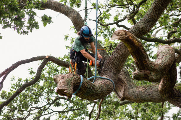  Bayview, CA Tree Care Pros