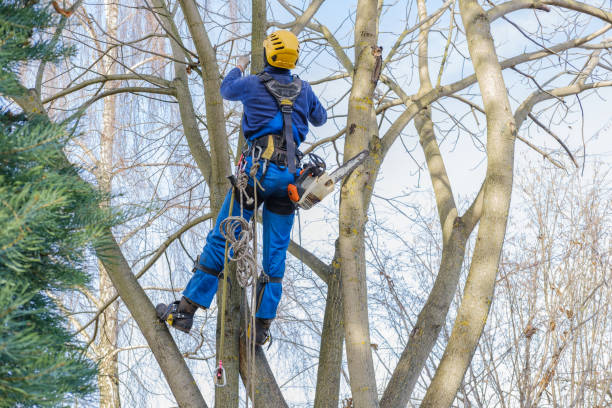 Best Leaf Removal  in Bayview, CA