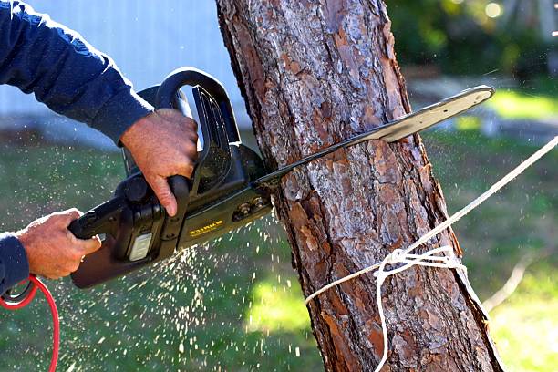 Best Tree Maintenance Programs  in Bayview, CA