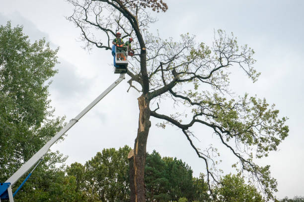 Best Emergency Tree Removal  in Bayview, CA