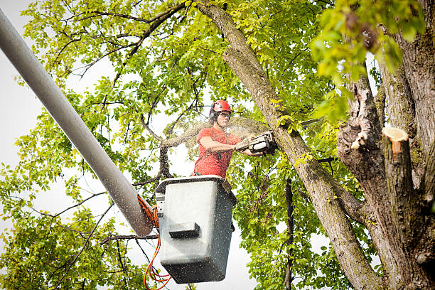 Best Tree Removal  in Bayview, CA