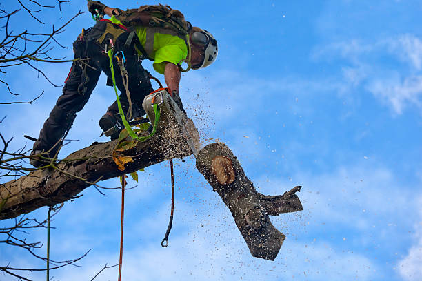How Our Tree Care Process Works  in  Bayview, CA