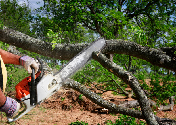 Best Firewood Processing and Delivery  in Bayview, CA